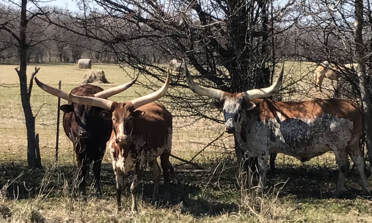 Montgomery Other | Two bedroom, two bathroom house on an African cattle farm on the Alabama River.
