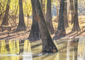 Tentrr State Park Site - Mississippi LeFleur's Bluff State Park - By the Bayou D