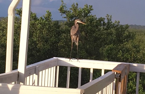 New Smyrna Beach Cottage | Ask for Summer Savings! Salt Sun Sea Repeat ONE house from ocean!