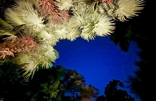 Morningside-Lenox Park Villa | Atlanta Pools and Palms Paradise
