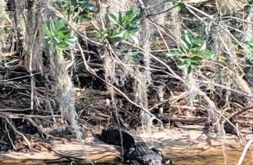 Lemon Bluff House | Boater's, Air Boater's and Fishermen-River Access!