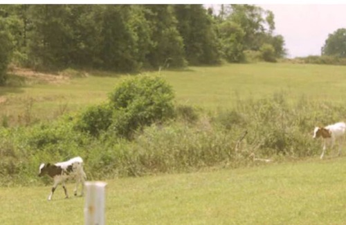 Loxley House | Farm life near the coast!