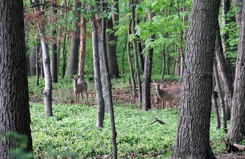 Beachwood-Bluffton House | Forested Backyard Within Minutes of Hiking and Beaches