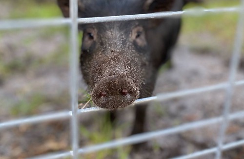 San Mateo House | Great View on a 60-acre ranch, with animals, water, pastures, and more!