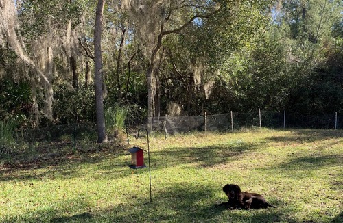 St. Augustine House | Peaceful, nature-vibes getaway minutes to St Augustine. Small-dog friendly!