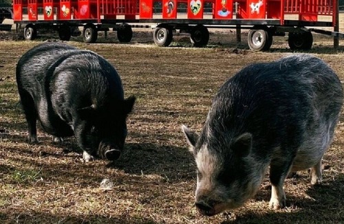 Putnam Hall Cabin | Real 1800's style Luxury Covered Wagon at a Farm Animal Sanctuary!