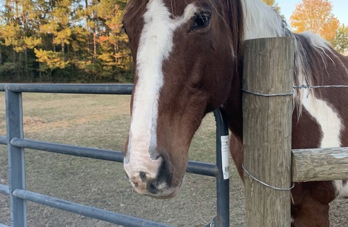 Baldwin County RV Rental | RV or horse trailer hookup with pasture for horses