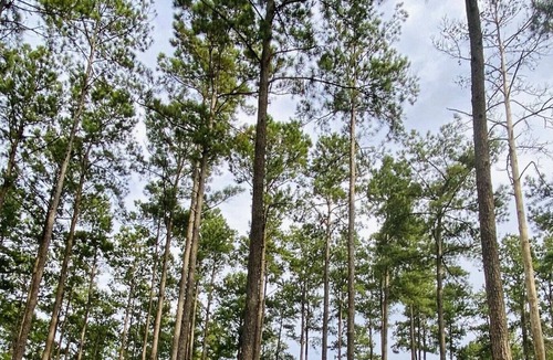Talisheek RV Rental | Tentrr State Park Site - Louisiana Bogue Chitto State Park - Gorge Trail O - Sin