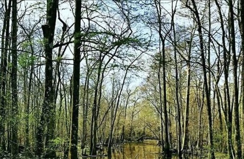 Springfield RV Rental | Tentrr State Park Site - Louisiana Tickfaw State Park - Woodland F - Single Camp
