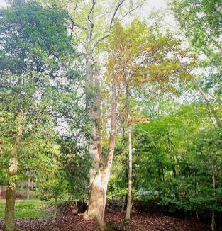 Ellijay House | Three Trees Retreat
