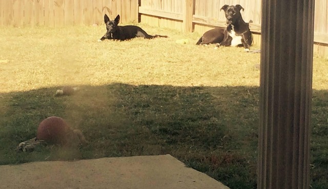 Pet Friendly Getaway in Tuscaloosa - No Fees!