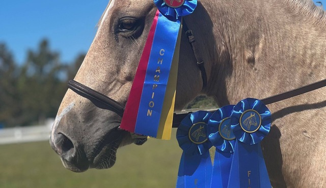 Private Loft at a Working Show Barn ~ Pets Welcome!