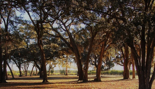 Tupelo Trace