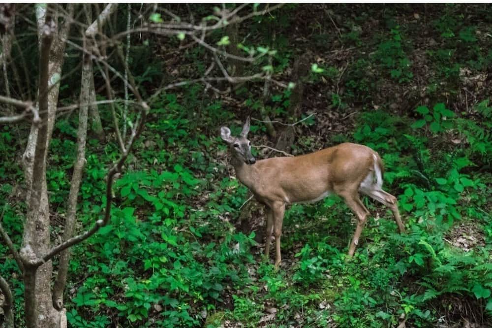 Photo of Others in Pine Mountain Valley