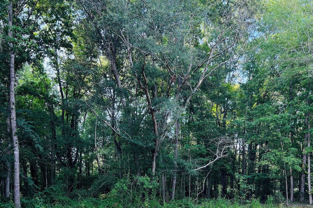 Photo of Outdoor in Grady