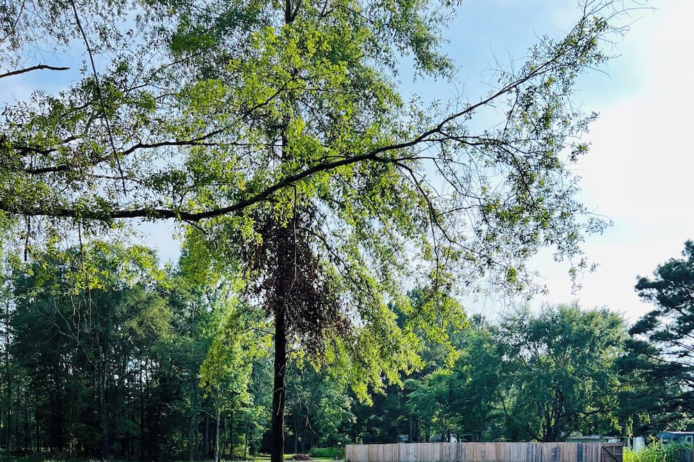 Photo of Outdoor in Grady