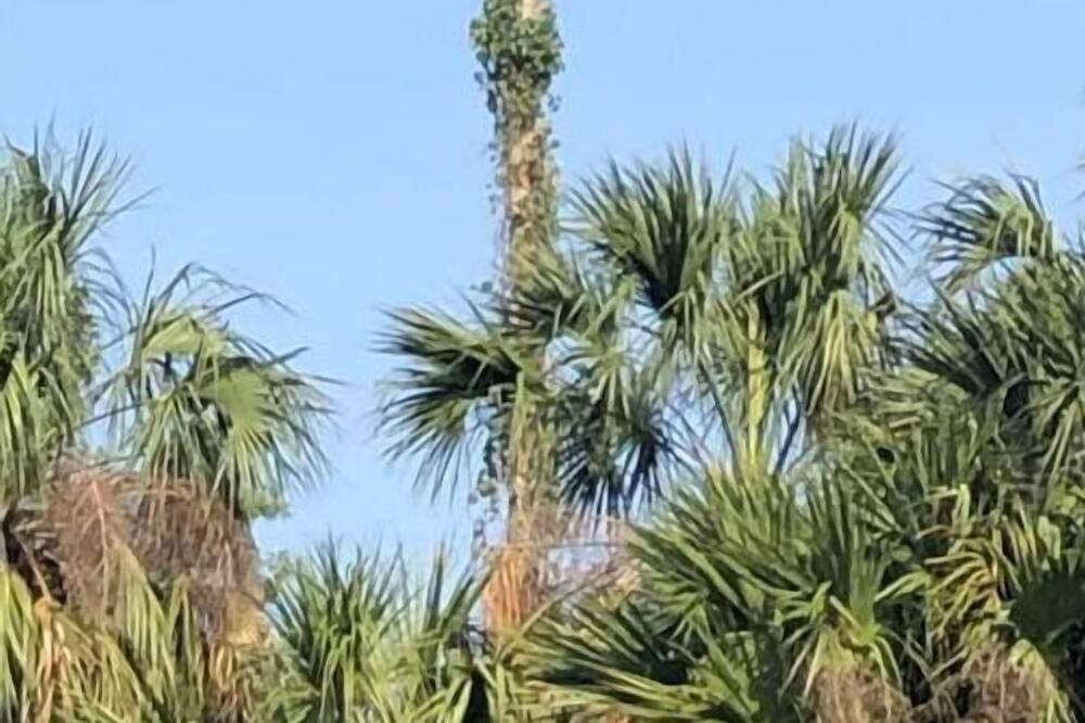 Photo of Others in Lemon Bluff