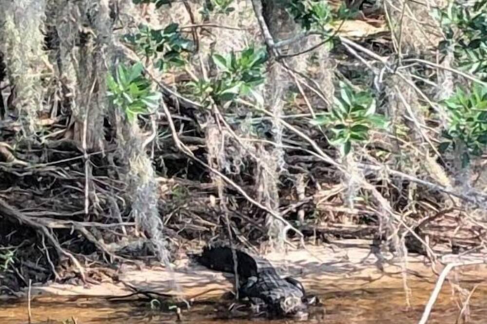 Photo of Others in Lemon Bluff