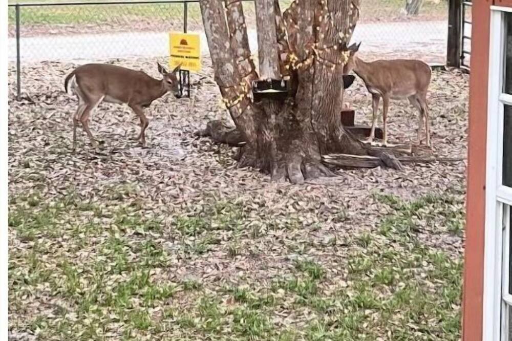 Photo of Outdoor in Lemon Bluff
