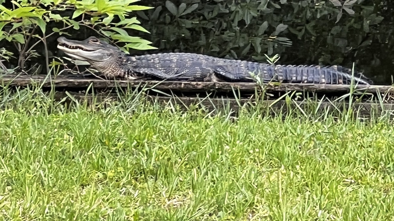 Photo of Outdoor in Palatka