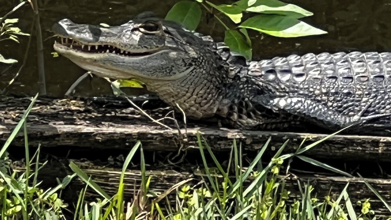 Photo of Outdoor in Palatka