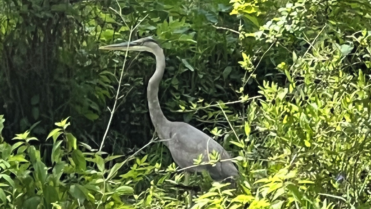 Photo of Outdoor in Palatka