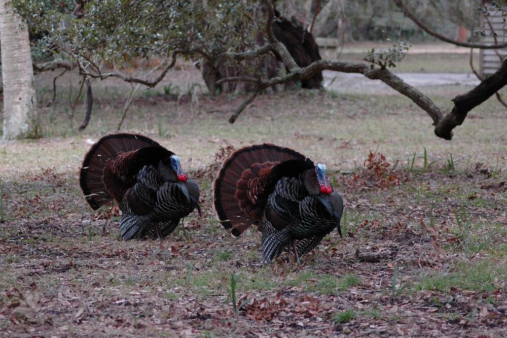 Photo of Outdoor in Folkston