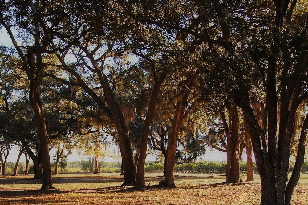 Photo of Outdoor in Folkston