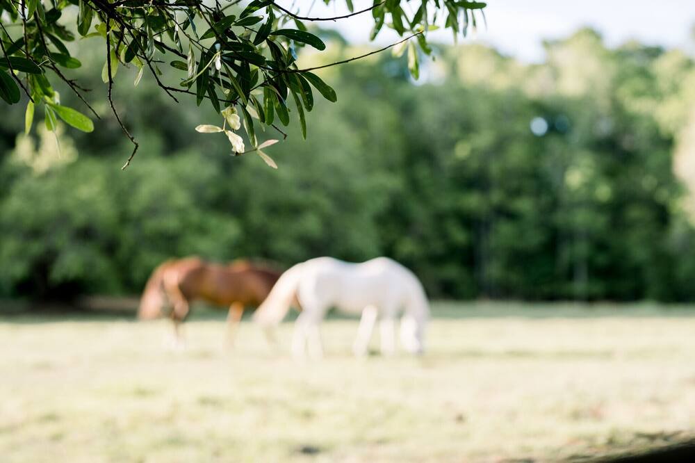 Photo of Outdoor in Folkston