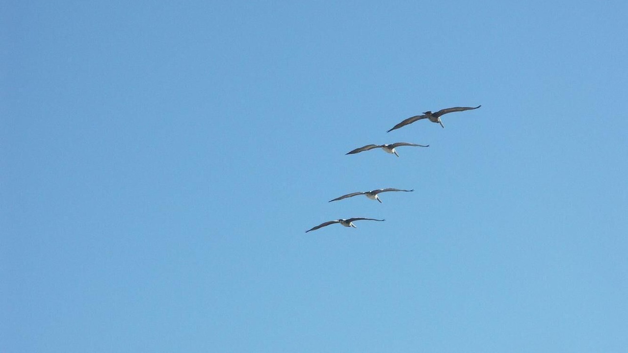 Photo of Others in Flagler Beach