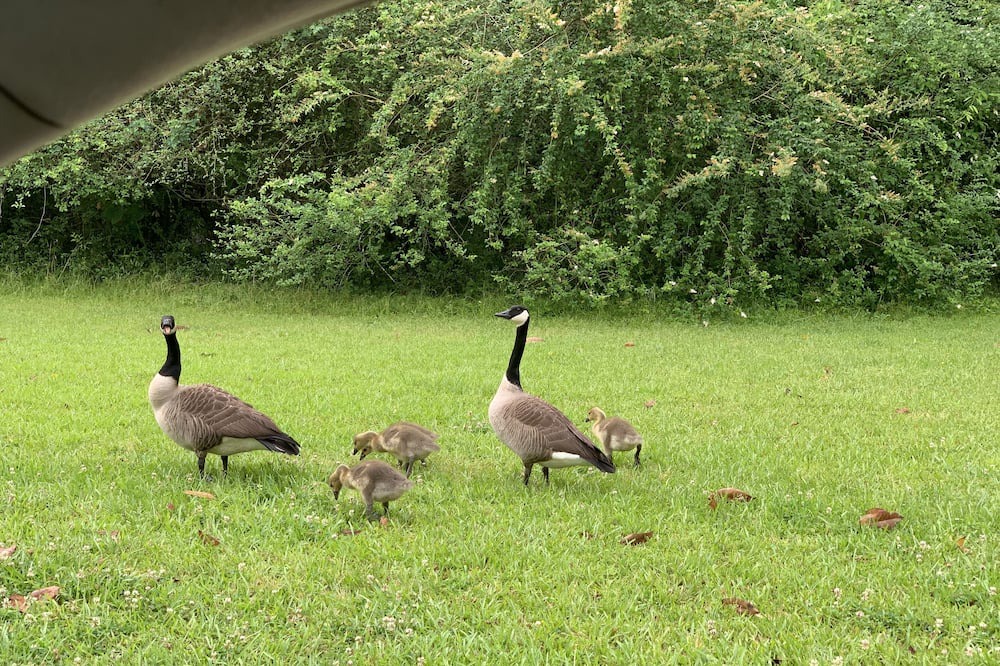 Photo of Others in St. Francisville