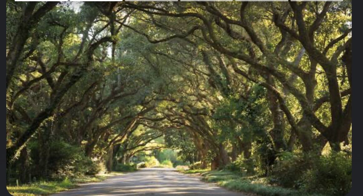 Photo of Outdoor in Magnolia Springs