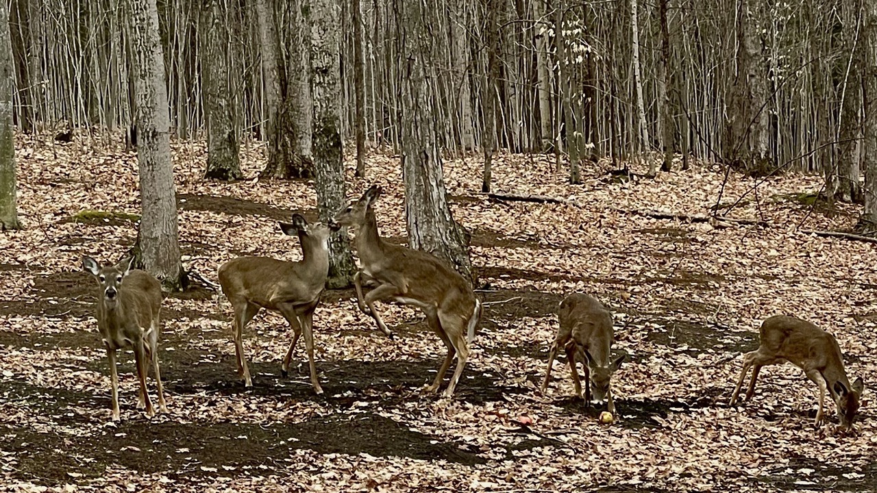 Photo of Others in Central Lake