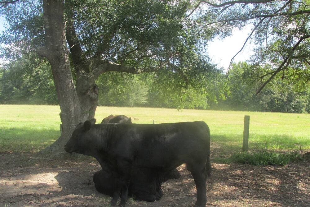 Photo of Outdoor in Collinsville