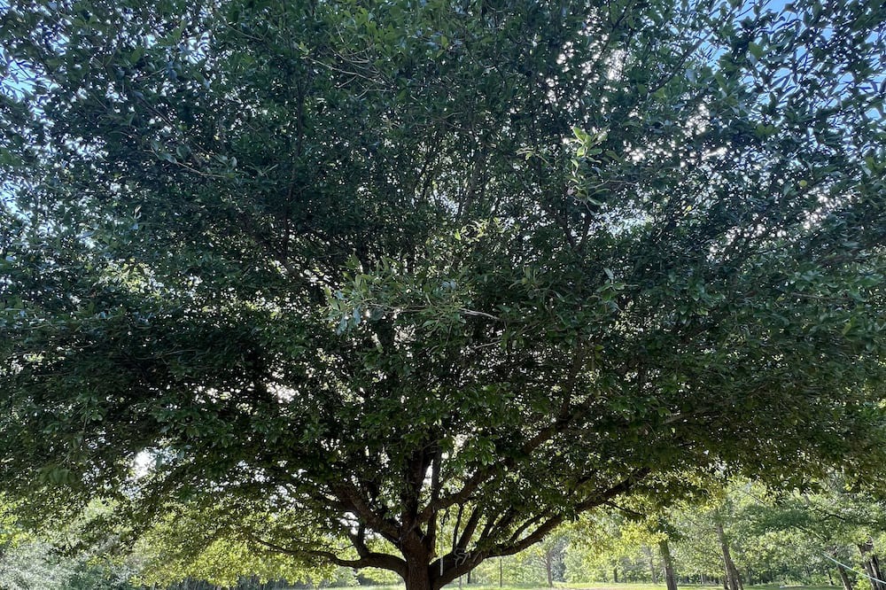 Photo of Outdoor in Ruth