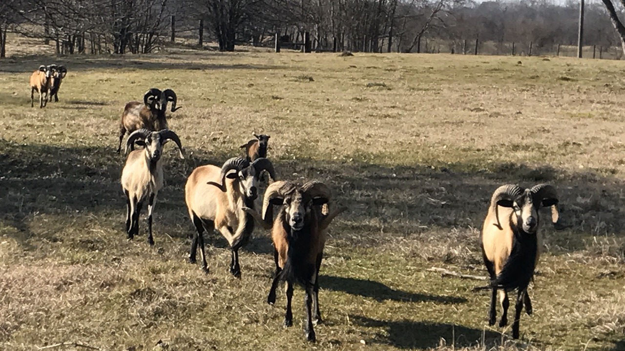 Photo of Others in Montgomery