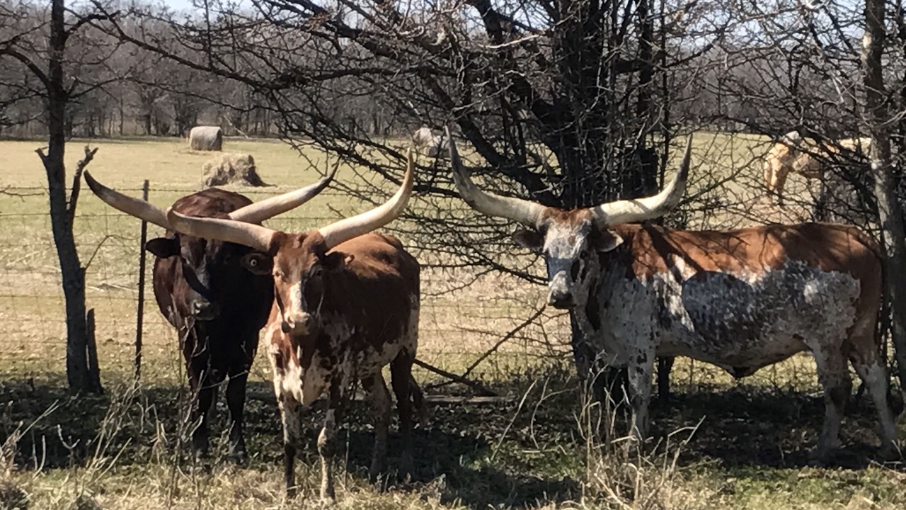 Photo of Outdoor in Montgomery