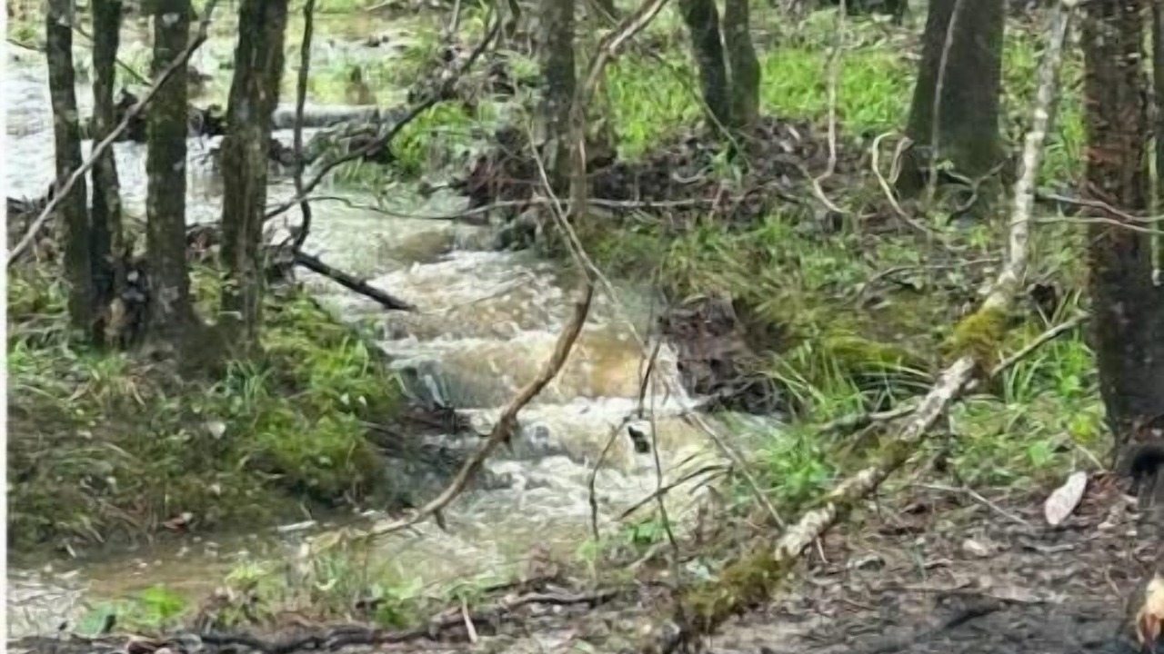 Photo of Outdoor in Forest Home