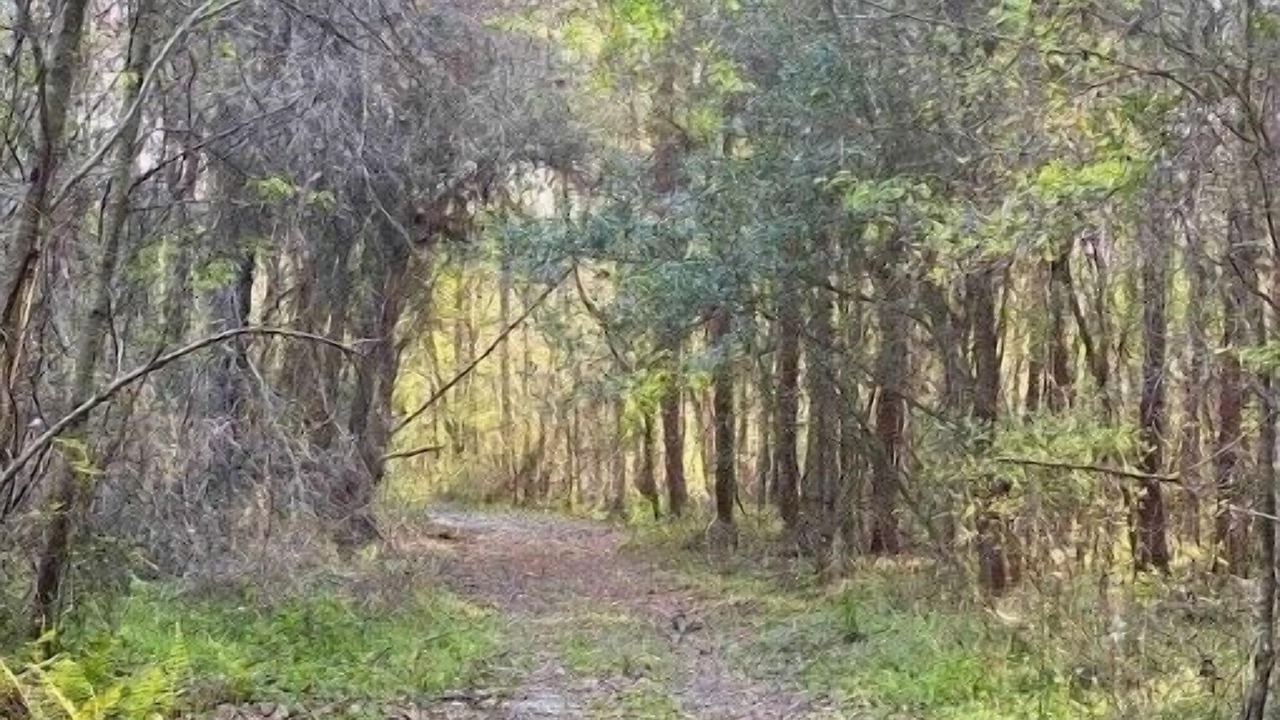 Photo of Others in Live Oak