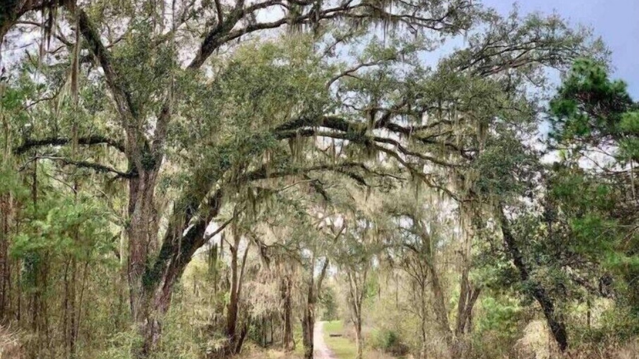 Photo of Others in Live Oak