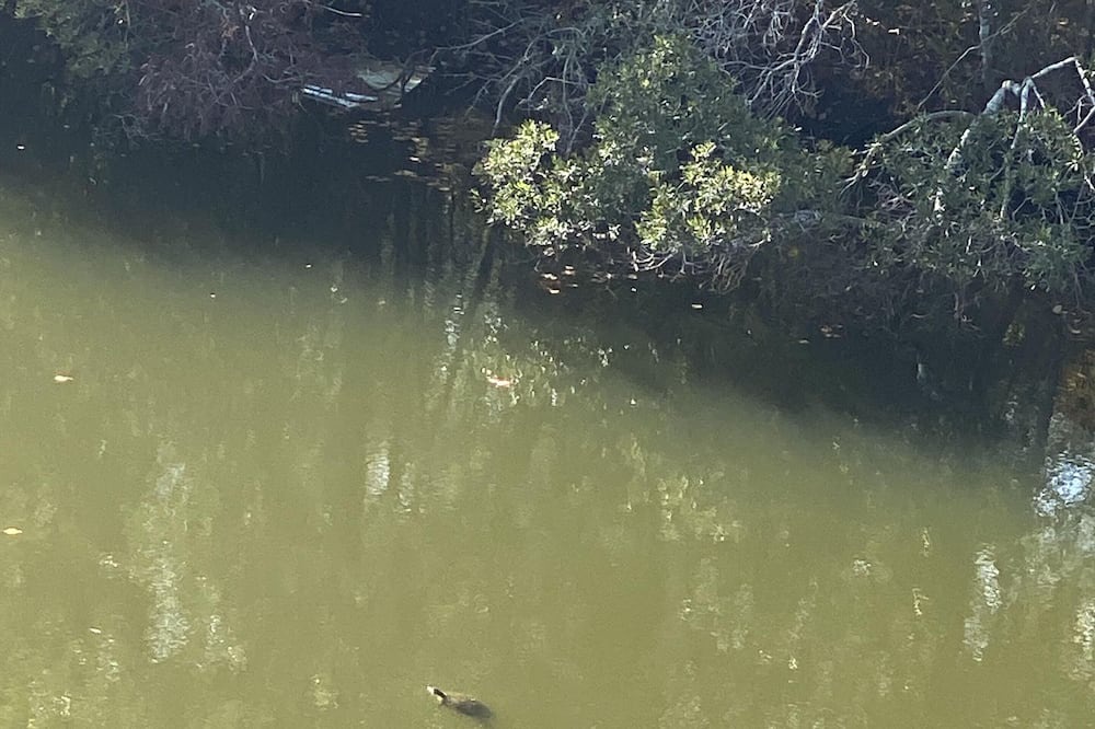 Photo of Others in Shoreline Park