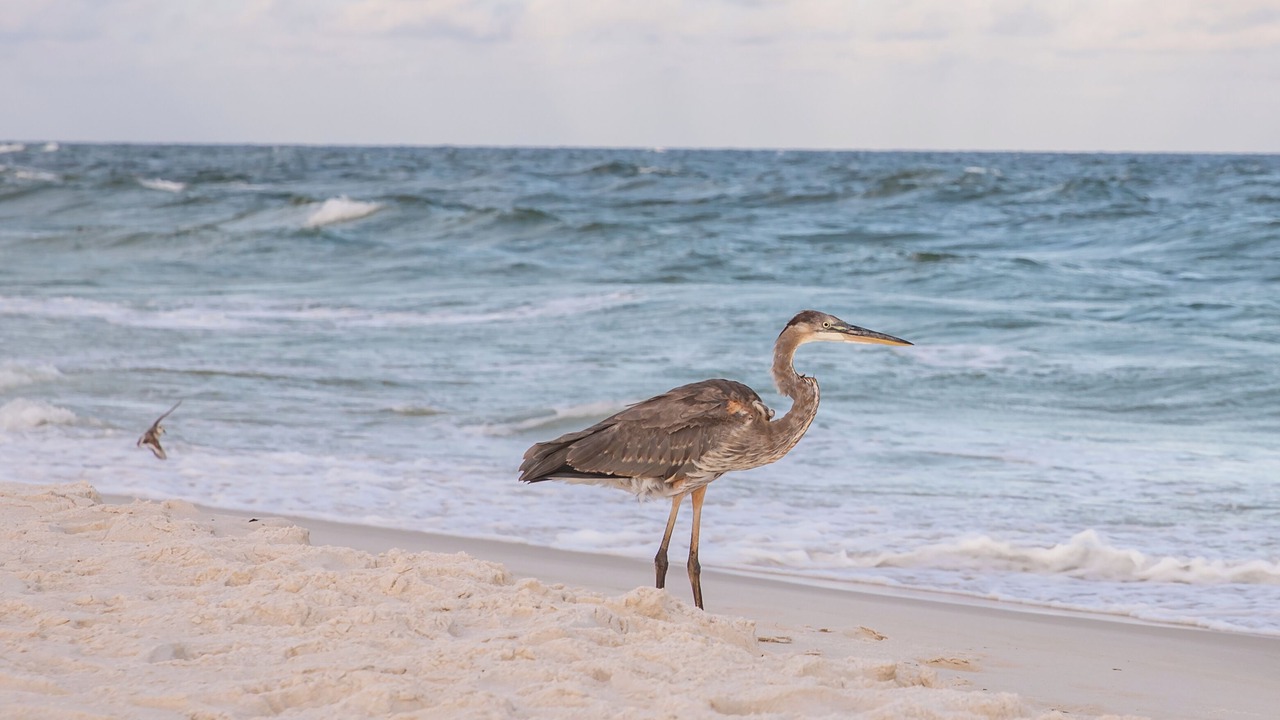 Photo of Others in Orange Beach