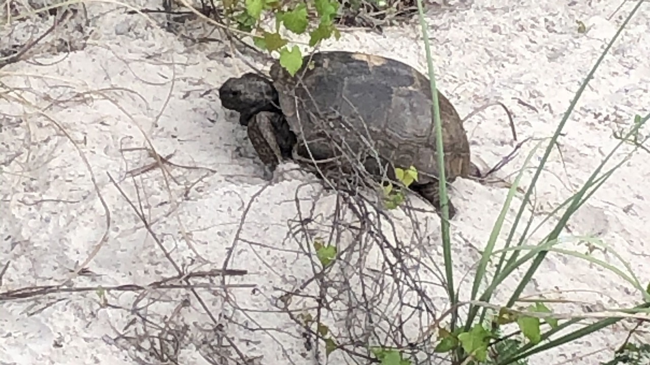 Photo of Outdoor in New Smyrna Beach