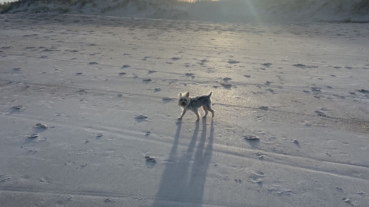 Photo of Others in St. Augustine Beach