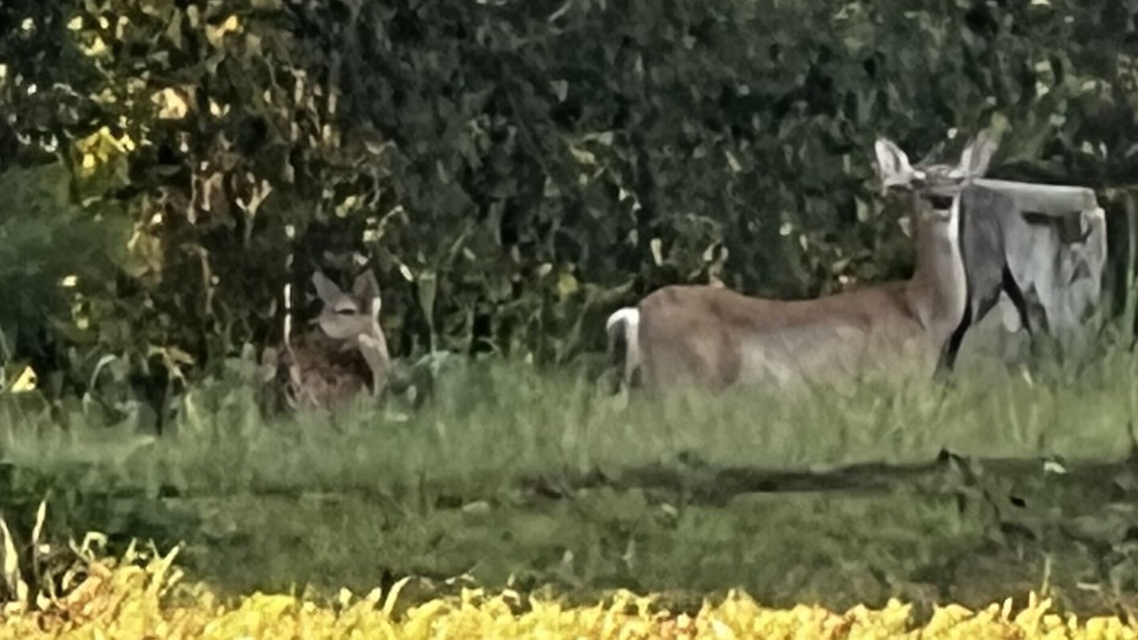 Photo of Outdoor in Elrod