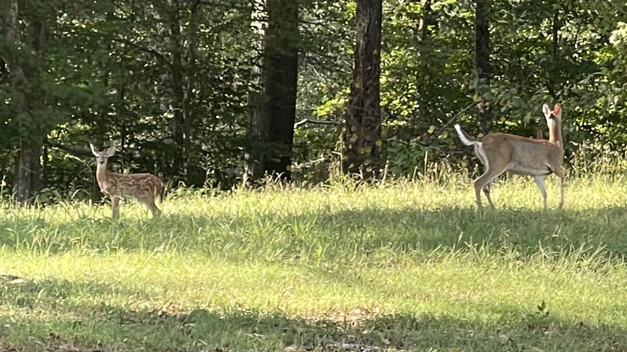 Photo of Outdoor in Elrod