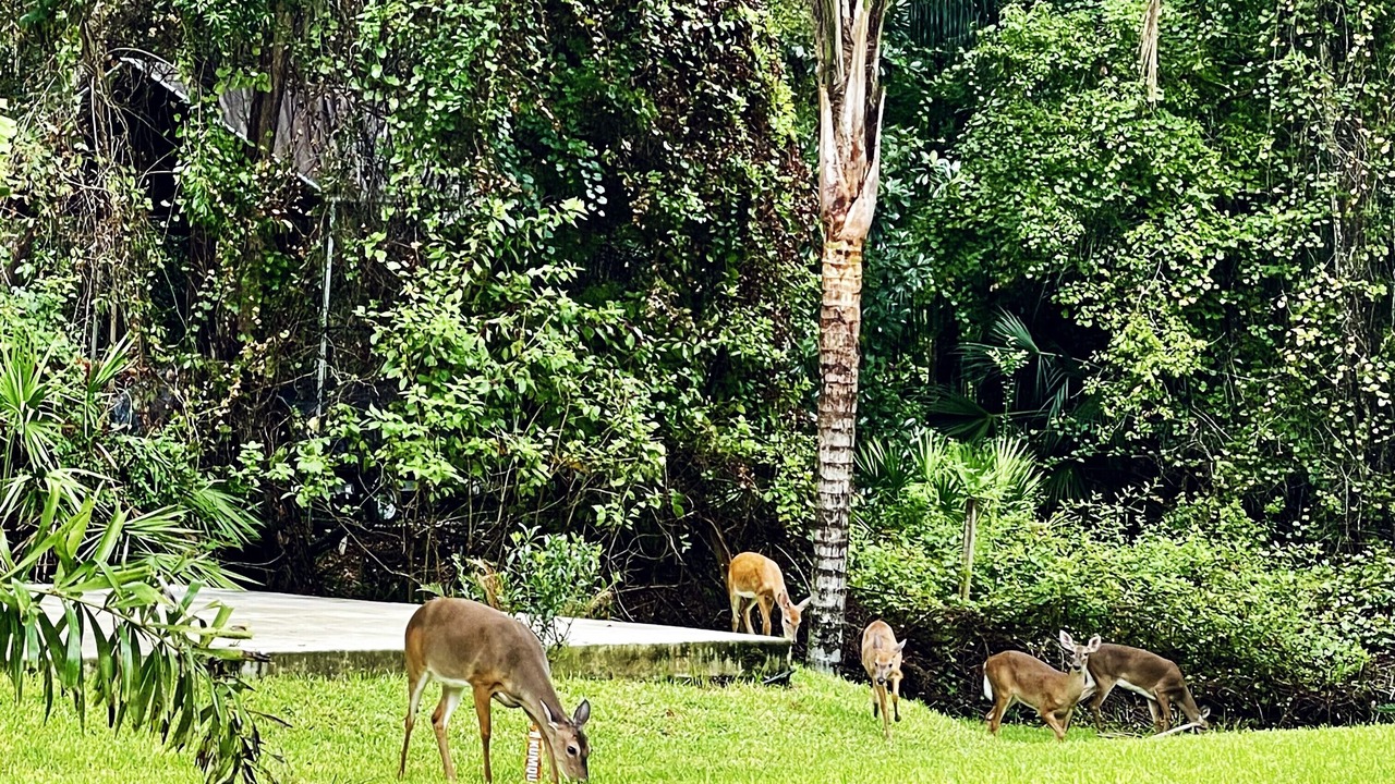 Photo of Others in St. Augustine