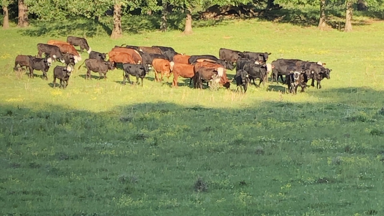 Photo of Others in Scooba