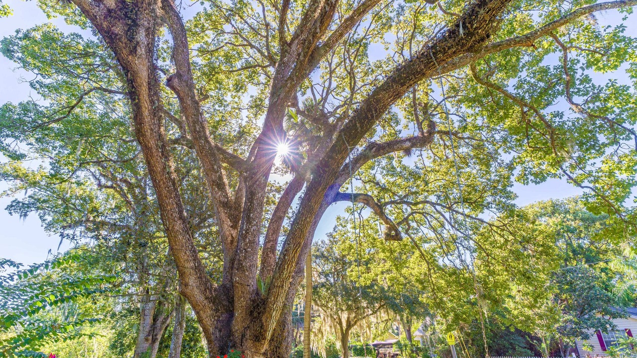 Photo of Outdoor in Mount Dora
