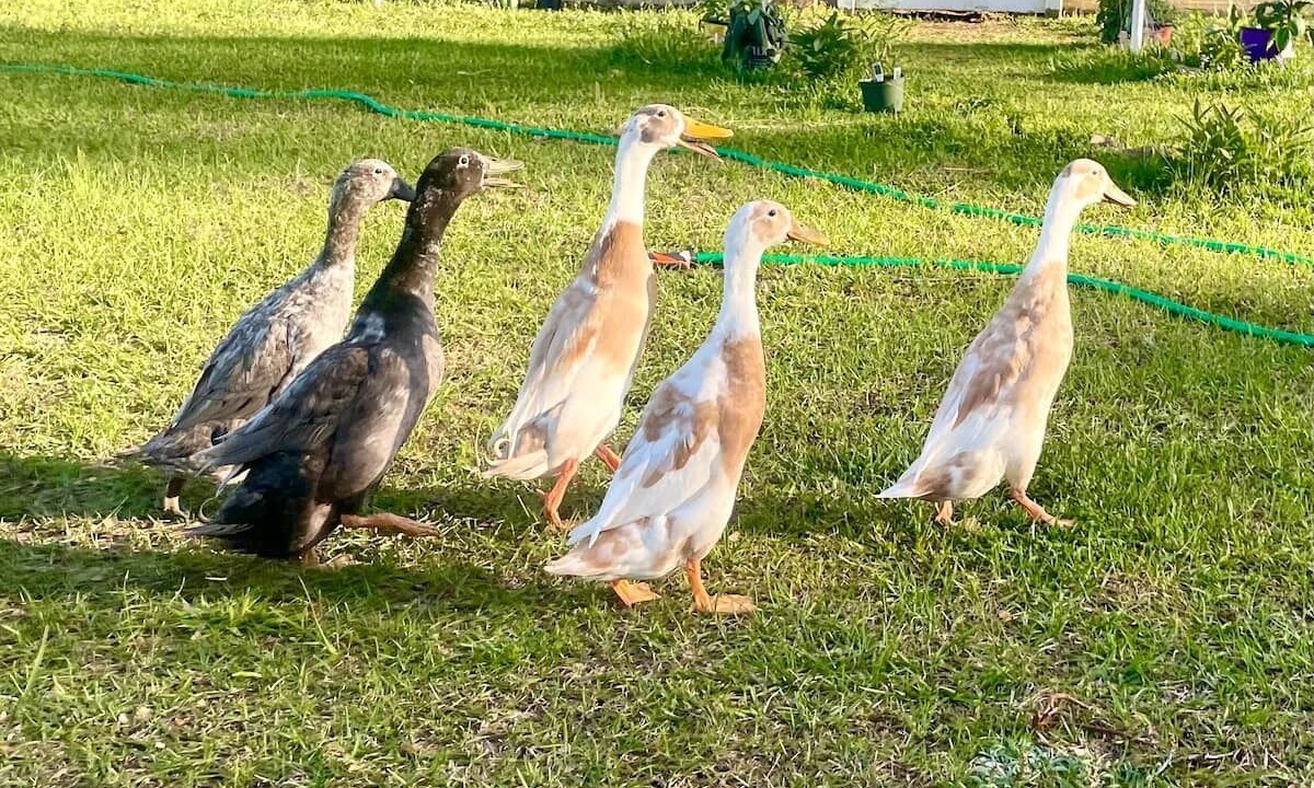 Photo of Others in Cantonment